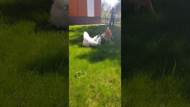 Самоед и сиба-ину очень весело играют😁 смотреть онлайн