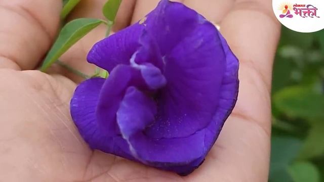 गोकर्णच्या फुलांच्या वेलीची संपूर्ण माहिती | Information About Gokarna | Gokarna Flower | Aparajita