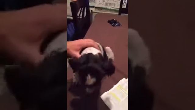 Dog scared of loud noises? Sileo can help!