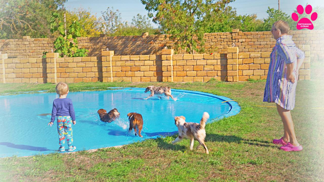 Мини-аусси (МАС) - умные собаки! Теплый денек у бассейна с собаками. смотреть онлайн