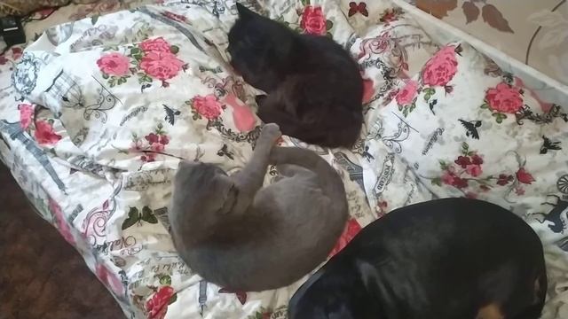 кошки и собаки друзья смотреть онлайн