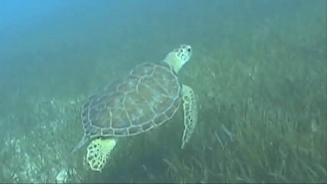 A mermaid and a sea turtle swim together смотреть онлайн