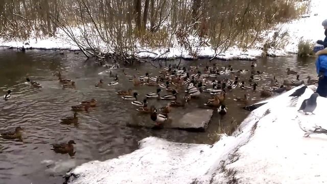 Утки на Серебрянке смотреть онлайн