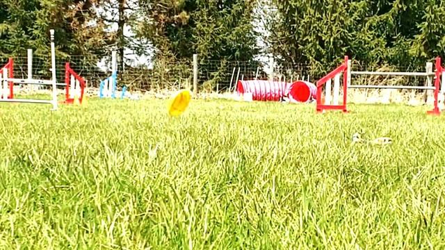 Woof glider review смотреть онлайн