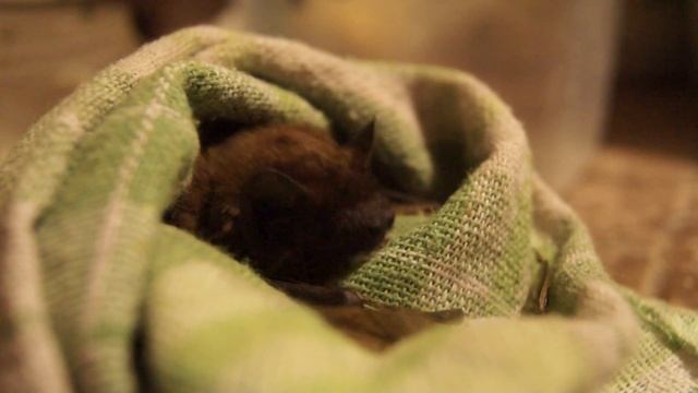 Летучая мышка облизывается смотреть онлайн