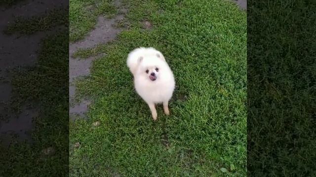 VID 79170521 165842 518 смотреть онлайн