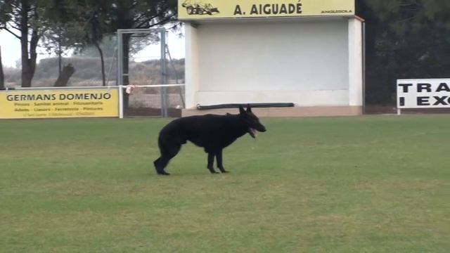Alexandre Peso Molluna & Uran De Pozalmuro, Con 85 Puntos En B..!!