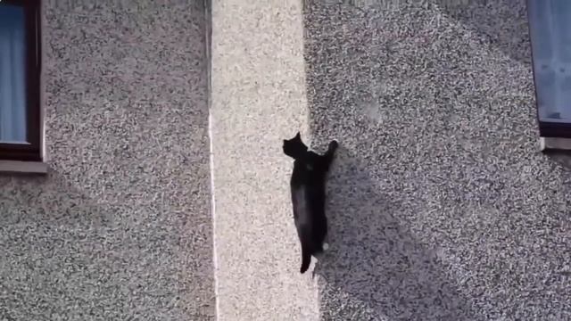 Кошки альпинисты!Смешное и веселое видео про кошек! смотреть онлайн