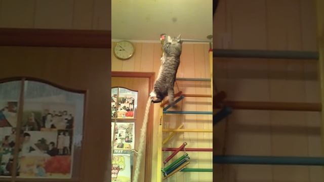 Кот подтягивается по канату смотреть онлайн
