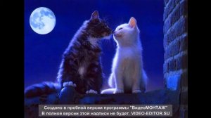 Машина времени «кошка гуляет сама по себе»    music, cats.