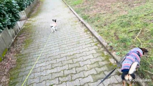 Барни и Нюша на прогулке 🐶🐕🦺👩🦯Не отстаем 🐶Не любим чужих собак ! смотреть онлайн