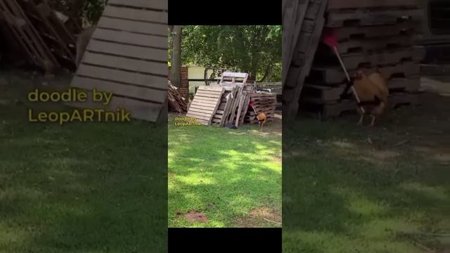 Курица с граблями  и бензопилой гонится за собакой