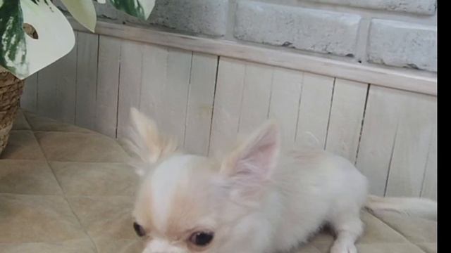 Мальчик чихуахуа смотреть онлайн