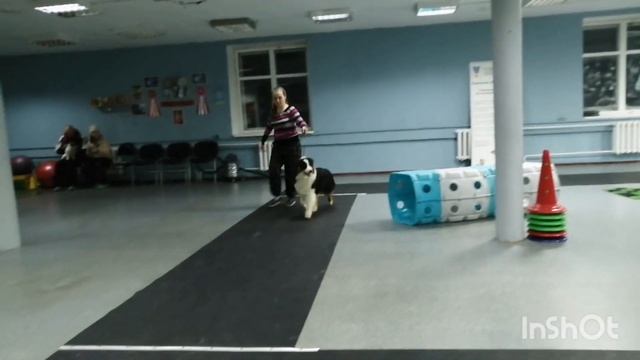 Австралийская овчарка Altair Rising Star смотреть онлайн