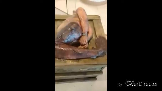 Animal mitad pes mitad humano es capturado en gales sera verdad???? смотреть онлайн