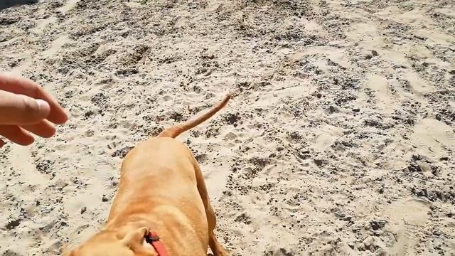 Собаки, выгул 05.08.20. 7 часть смотреть онлайн
