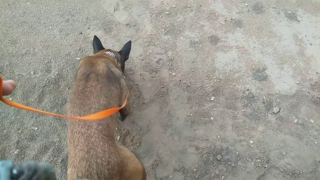 Следовая работа,щенок малинуа ,malinois