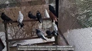 Николаевские голуби Гранитное