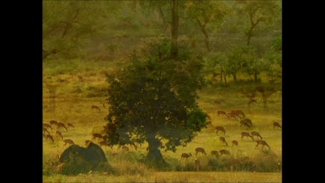 BBC: Жизнь животных — Плотоядные 1 сезон 2 серия (документальный сериал, 1997-2003) смотреть онлайн