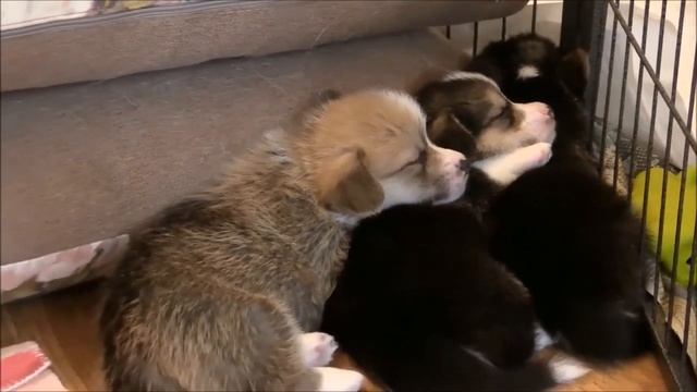 Благородные животные