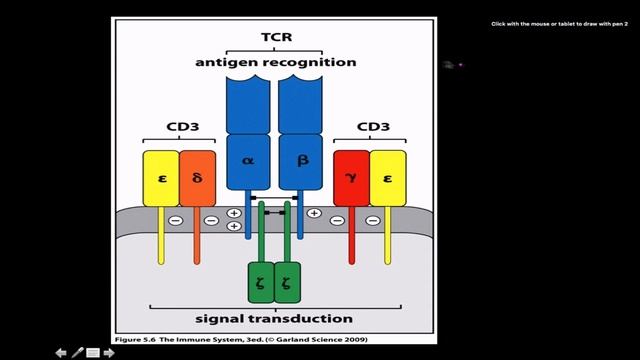 Immunology: T cell receptor structure and function смотреть онлайн