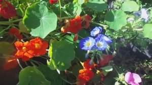 Выращивание Настурции. При Каких Обязательных Условиях Настурция Обильно Цветет.