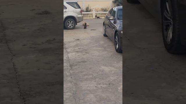 Щенок лучше защищает,чем большая собака!! смотреть онлайн