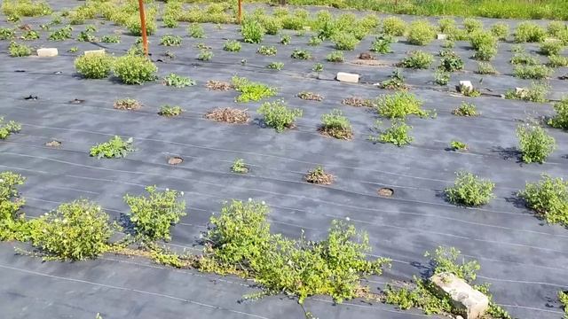 Я ТАК РАССТРОИЛАСЬ ЗАЧЕМ СОЖГЛА ВСЕ ШЛЯПЫ Шиндр Мындр @ShindrMindr_Official смотреть онлайн