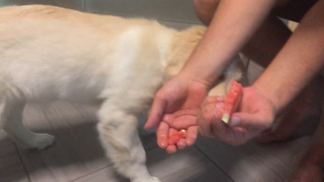 Golden retriever puppy / Щенок и арбуз) смотреть онлайн
