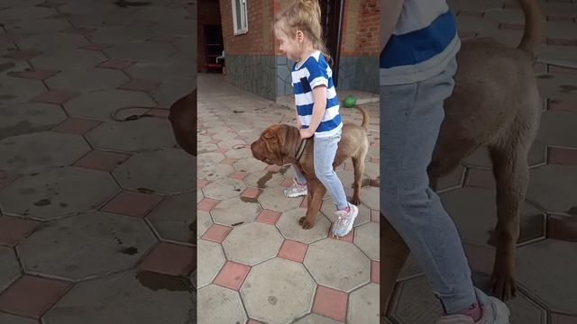 ИГРАЕМ С СОБАКОЙ#шарпей#дом#дети#животные#семья# смотреть онлайн