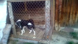 вольер для собаки лайка наш любимый Тима