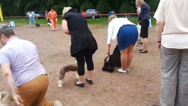 Выставка собак 17.07.2016 года
