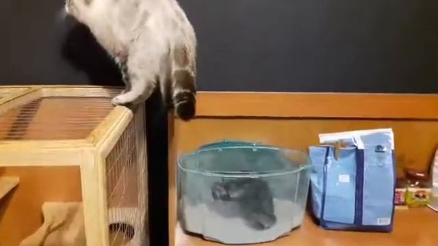 Кот и шиншилла смотреть онлайн