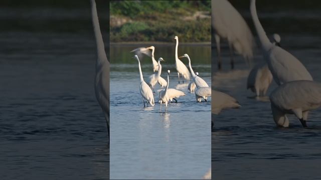 Цапли | Egrets смотреть онлайн