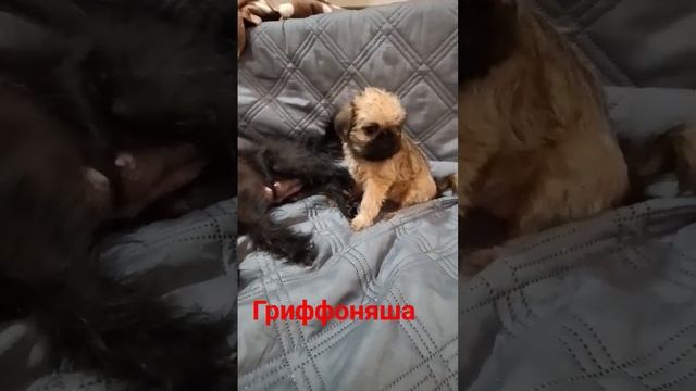 #щенки #брюссельскийгриффон #гриффон смотреть онлайн