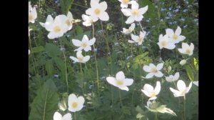 Брызги шампанского   муз Хосе Люкьеси  слова Лариса Рубальская Поёт Сергей Избаш