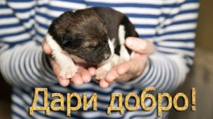 КАК ЛЮДИ ПОМОГАЮТ ЖИВОТНЫМ