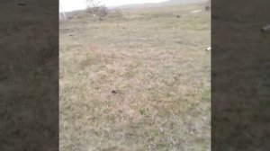 охота на суслика капканом