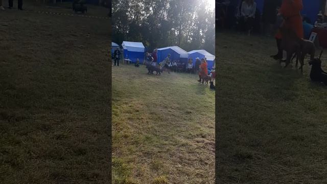Мэни и Гуля. на выставке. смотр пар смотреть онлайн