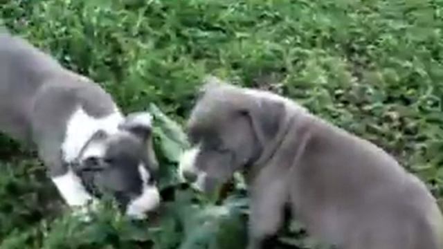 Щенки Амстаффа смотреть онлайн