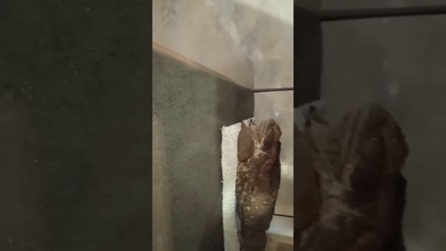 спят усталые лягушки.жаба ага спит смотреть онлайн