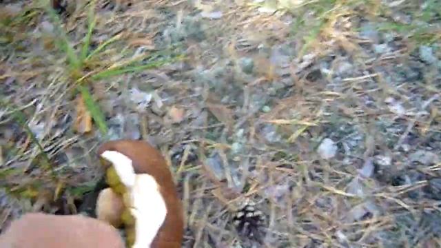 Охота на .грибочки.охоту 2018.