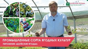 Промышленные саженцы ягодных культур. Питомник "Шуйские ягоды"