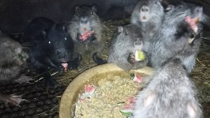 АРБУЗ для НУТРИЙ в октябре. 28.10.24