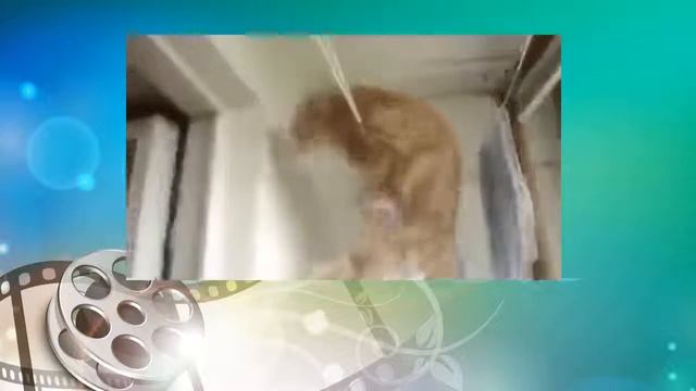 Кот эквилибрист. Котэ отжигает. Это надо видеть! Funny Cat Videos смотреть онлайн