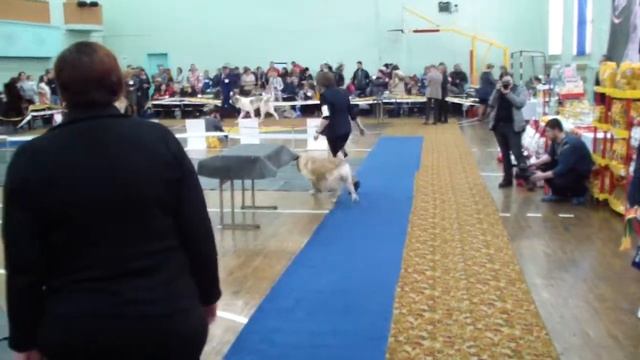 28.01.2018_моно_Класс Чемпионов_Rolimber Starlight смотреть онлайн