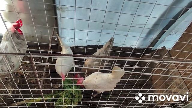 У ЦЫПЛЯТ ТЕПЕРЬ ЕСТЬ НЯНЬКА дела домашние по хозяйствукурочки