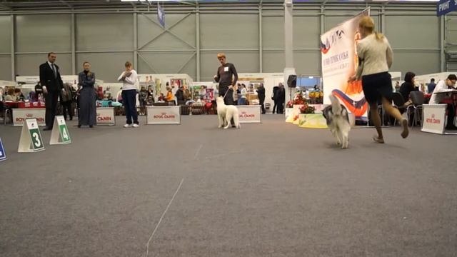 Ролло пермь 1.02.14 cacib смотреть онлайн