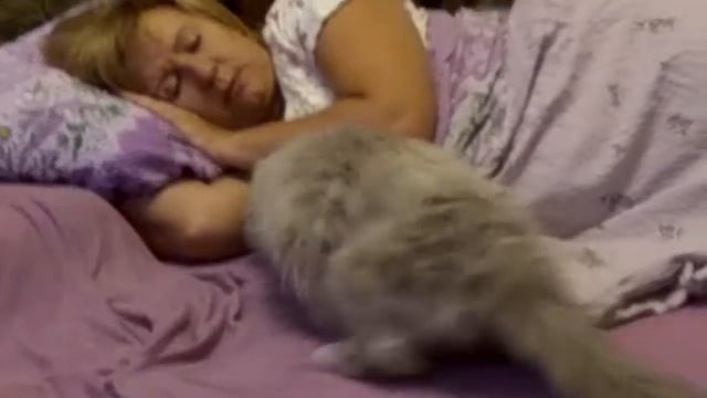 Утренний будильник. Morning alarm clock. смотреть онлайн