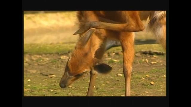 (Антилопа) Ситатунга западная - Tragelaphus spekii – Ситатунга - Western sitatunga смотреть онлайн
